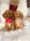 Cavalier King Charles Spaniel Puppies for sale in Webster, FL 33597, USA. price: $1,500