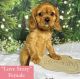 Cavalier King Charles Spaniel Puppies for sale in Fremont, CA, USA. price: $2,500