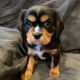 Cavalier King Charles Spaniel Puppies for sale in Virginia Beach, VA, USA. price: $750