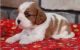 Cavalier King Charles Spaniel Puppies for sale in Miami Beach, Florida. price: $550