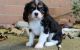 Cavalier King Charles Spaniel Puppies for sale in Charleston, South Carolina. price: $550