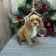 Cavalier King Charles Spaniel Puppies for sale in Albany, Kentucky. price: $1,200