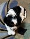 Cavalier King Charles Spaniel Puppies for sale in Nampa, ID, USA. price: NA