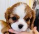 Cavalier King Charles Spaniel Puppies for sale in Tunbridge, VT, USA. price: $3,500