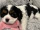 Cavalier King Charles Spaniel Puppies for sale in Eatontown, New Jersey. price: $5,000