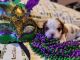 Cavalier King Charles Spaniel Puppies for sale in Charlotte, North Carolina. price: $500