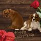 Cavalier King Charles Spaniel Puppies for sale in Sahuarita, Arizona. price: $800