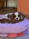 Cavalier King Charles Spaniel Puppies for sale in Gilbert, Arizona. price: $1,500