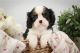Cavalier King Charles Spaniel Puppies for sale in Falls City, Oregon. price: $600