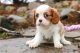 Cavalier King Charles Spaniel Puppies for sale in Camp Lejeune, North Carolina. price: $600