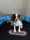Cavalier King Charles Spaniel Puppies for sale in Las Vegas, Nevada. price: $1,500