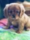 Cavalier King Charles Spaniel Puppies for sale in Manorville, New York. price: $2,200