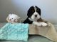 Cavalier King Charles Spaniel Puppies for sale in Pinecrest, Florida. price: $2,000
