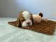 Cavalier King Charles Spaniel Puppies for sale in Pinecrest, Florida. price: $2,000
