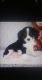 Cavalier King Charles Spaniel Puppies for sale in Plymouth, Minnesota. price: $1,500