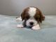 Cavalier King Charles Spaniel Puppies for sale in Pinecrest, Florida. price: $1,600