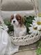 Cavalier King Charles Spaniel Puppies for sale in Nixa, Missouri. price: $2,000