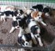 Cavalier King Charles Spaniel Puppies for sale in Birmingham, Alabama. price: $650
