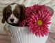 Cavalier King Charles Spaniel Puppies for sale in Marshall, Arkansas. price: NA