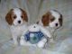 Cavalier King Charles Spaniel Puppies for sale in American Falls, ID 83211, USA. price: NA