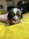 Cavalier King Charles Spaniel Puppies for sale in de Witt, Michigan. price: $1,400