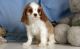 Cavalier King Charles Spaniel Puppies for sale in Antioch, CA, USA. price: NA