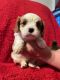 Cavalier King Charles Spaniel Puppies for sale in Washington Court House, Ohio. price: $5,001,000