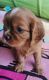 Cavalier King Charles Spaniel Puppies for sale in Ipswich, Queensland. price: $2,000