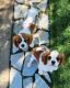 Cavalier King Charles Spaniel Puppies for sale in Redding, California. price: $2,500