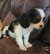 Cavalier King Charles Spaniel Puppies for sale in Wrightwood, California. price: NA