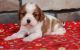 Cavalier King Charles Spaniel Puppies for sale in New York City, New York. price: $550
