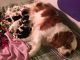 Cavalier King Charles Spaniel Puppies for sale in West Greenwich, RI 02817, USA. price: NA