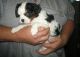 Cavalier King Charles Spaniel Puppies for sale in Jonesborough, TN 37659, USA. price: NA