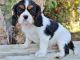 Cavalier King Charles Spaniel Puppies for sale in Naperville, IL, USA. price: NA