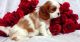 Cavalier King Charles Spaniel Puppies for sale in Ann Arbor, MI, USA. price: NA