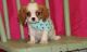 Cavalier King Charles Spaniel Puppies for sale in Cape Coral, FL, USA. price: NA