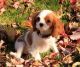 Cavalier King Charles Spaniel Puppies for sale in Chignik Lake, AK, USA. price: NA