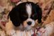 Cavalier King Charles Spaniel Puppies for sale in Bay, AR 72411, USA. price: NA