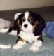 Cavalier King Charles Spaniel Puppies for sale in Colorado Springs, CO, USA. price: NA
