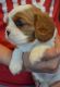 Cavalier King Charles Spaniel Puppies for sale in Aurora, IL, USA. price: NA
