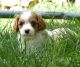 Cavalier King Charles Spaniel Puppies for sale in McClure, PA, USA. price: NA