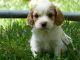Cavalier King Charles Spaniel Puppies for sale in McClure, PA, USA. price: NA