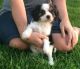 Cavalier King Charles Spaniel Puppies for sale in Murrieta, CA, USA. price: NA