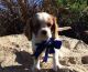 Cavalier King Charles Spaniel Puppies for sale in Burlington, WY 82411, USA. price: NA