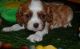 Cavalier King Charles Spaniel Puppies for sale in Stamford, CT, USA. price: $200