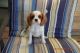 Cavalier King Charles Spaniel Puppies for sale in New York, NY, USA. price: $1,250