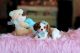 Cavalier King Charles Spaniel Puppies for sale in Rialto, CA, USA. price: NA