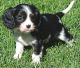 Cavalier King Charles Spaniel Puppies for sale in Independence, MO, USA. price: NA