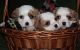 Cavalier King Charles Spaniel Puppies for sale in Chattanooga, TN, USA. price: NA
