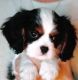 Cavalier King Charles Spaniel Puppies for sale in Fullerton, CA, USA. price: NA